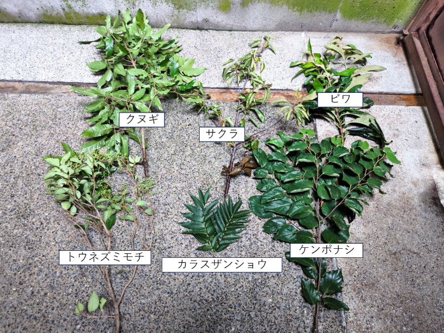 あげた木の葉の種類.png