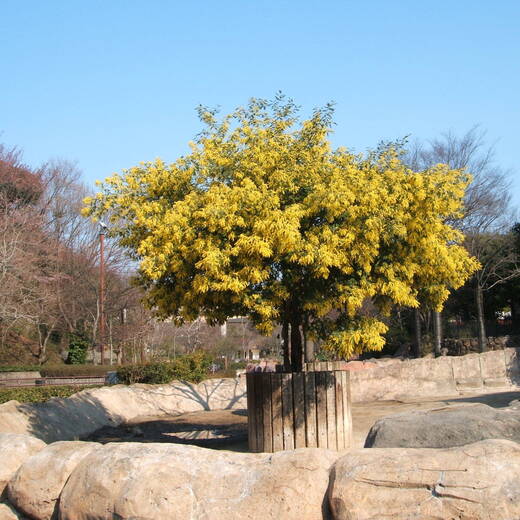 ミモザ