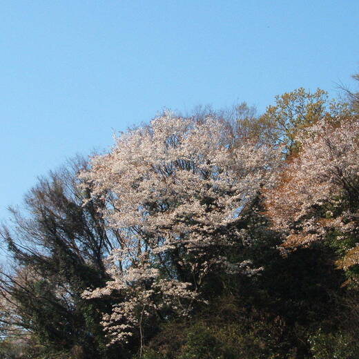ヤマザクラ