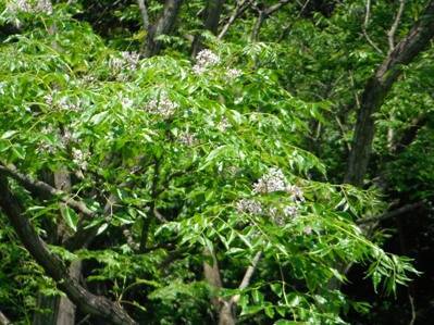 コピー ~ DSCF0500.jpg