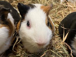 まきもるのいろいろ　「くるみ」編