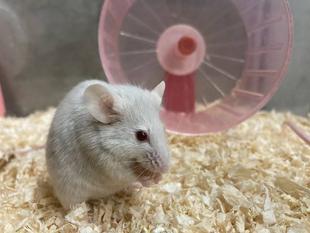 ちょこんとかわいい 〜ハツカネズミ編〜