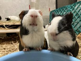 ちょこんとかわいい ～モルモット編〜