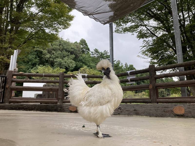 ちょこんとかわいい ニワトリ編 ブログ 万騎が原ちびっこ動物園公式サイト 公益財団法人 横浜市緑の協会