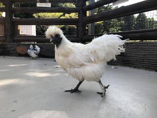 だるまさんがころんだ？？