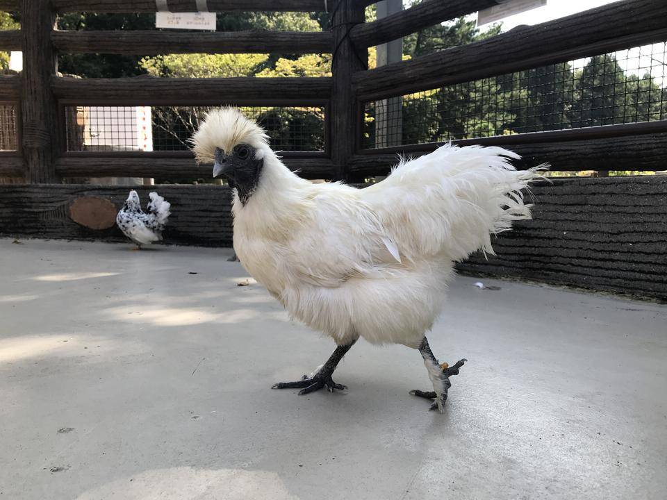 だるまさんがころんだ??の写真