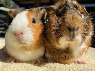 まきもるのいろいろ　～寝癖？～