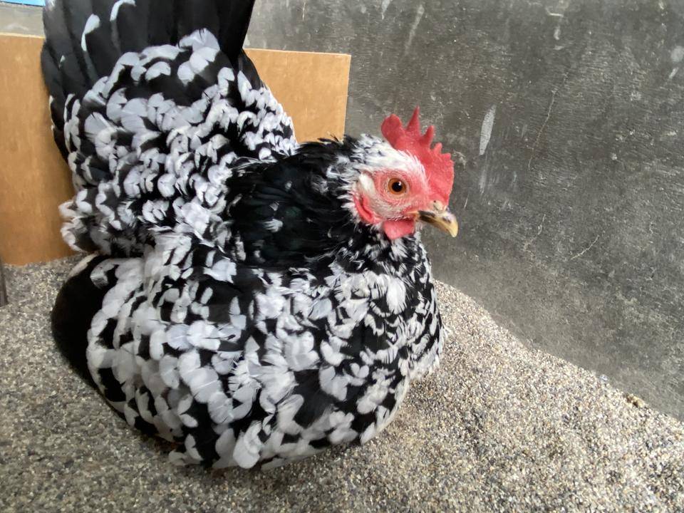 ただいま 温め中の写真