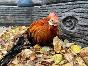 どこから来るの？甘い匂い！