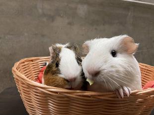 新人さん、いらっしゃい