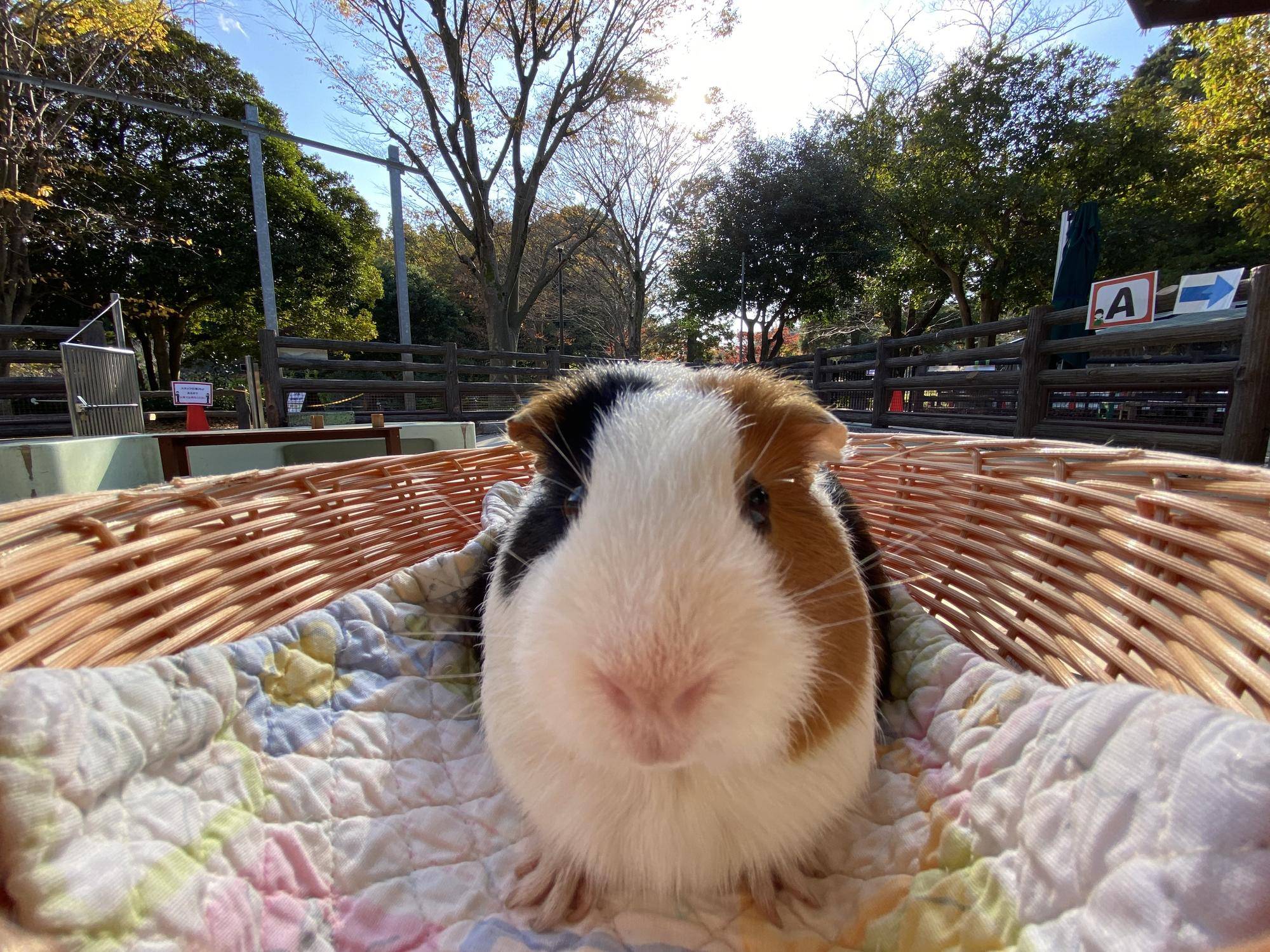 まきもるに会いに行くためには?の写真