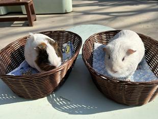 新人さんデビューしました