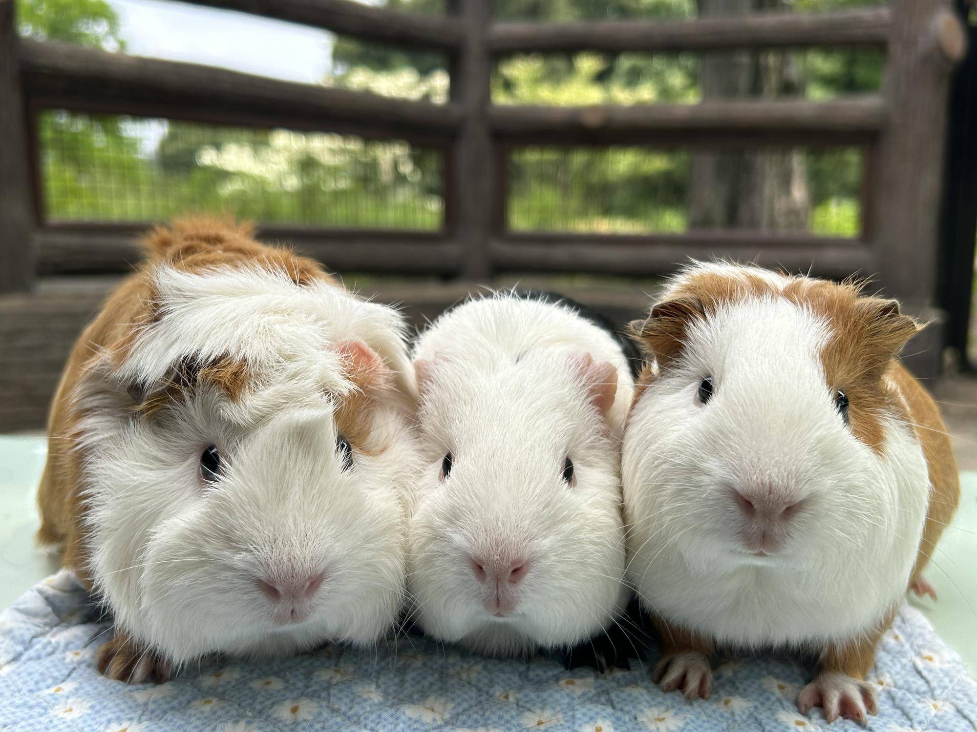 お名前決まりましたの写真