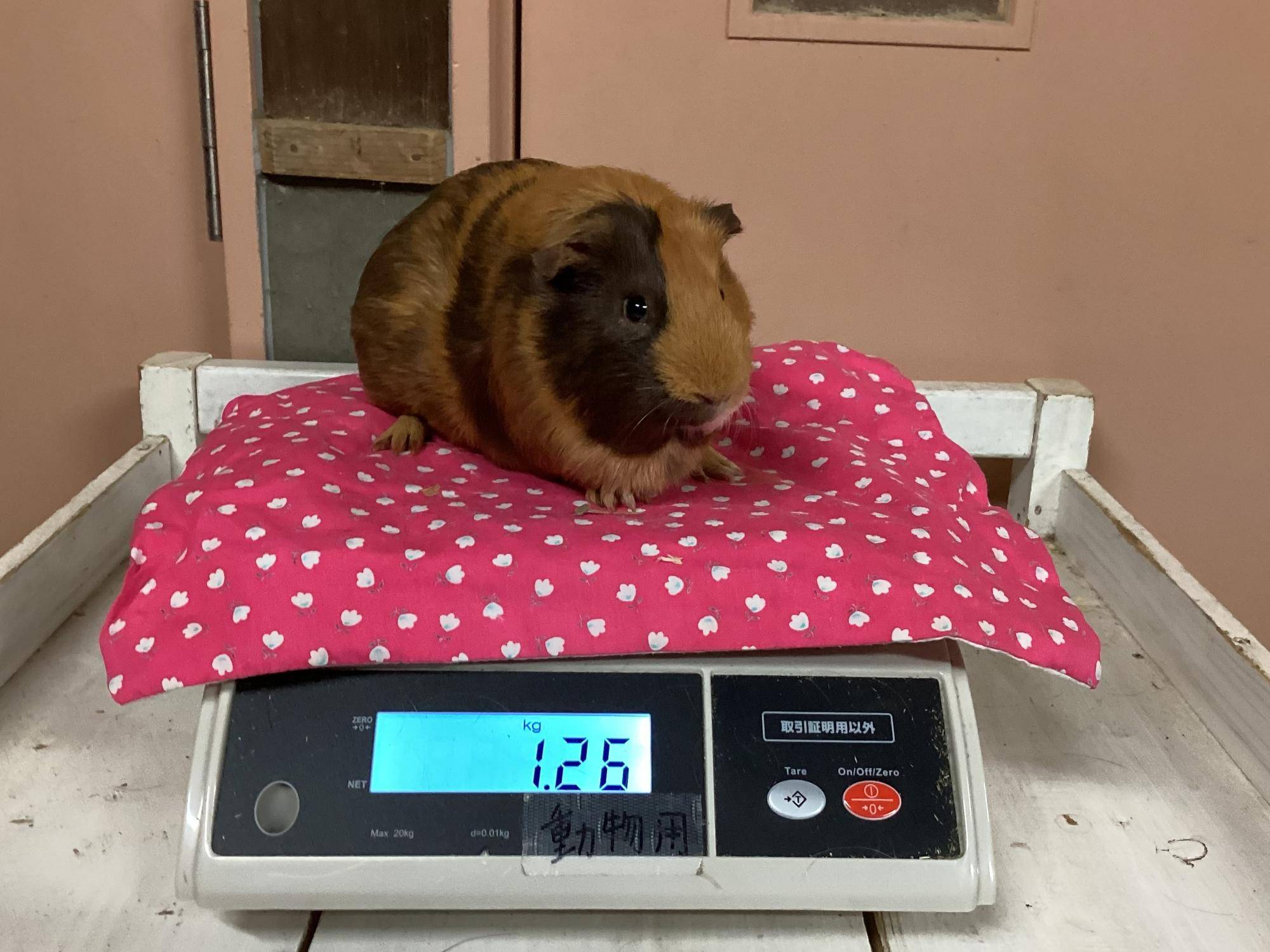 健康第一の写真