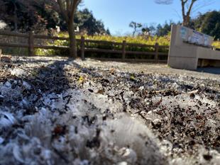 のびのびザクザク