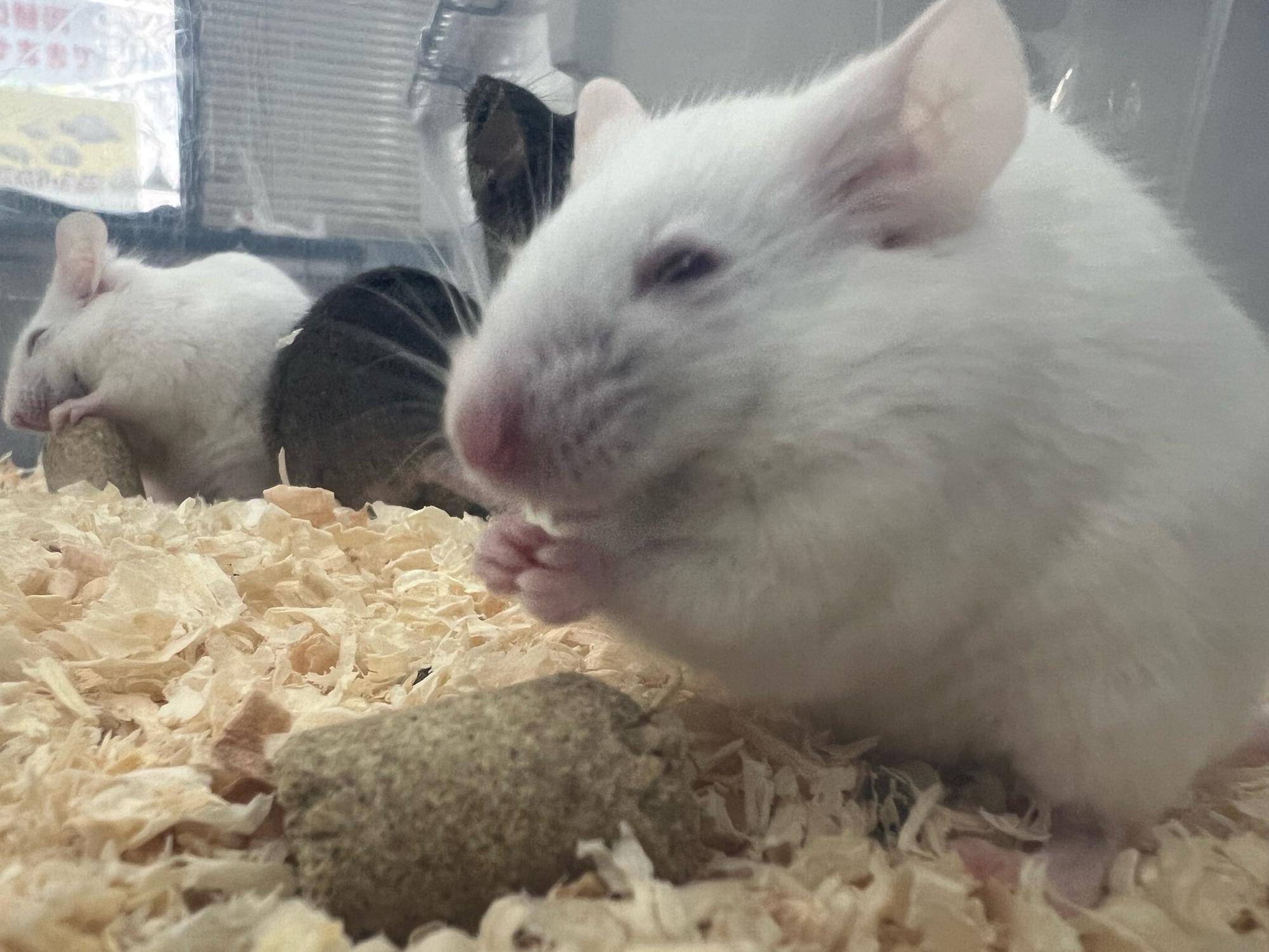 何食べるの?の写真