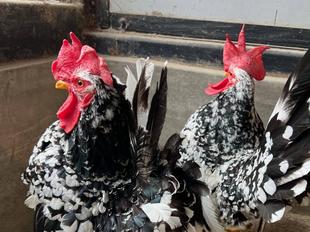 大事な見分け方