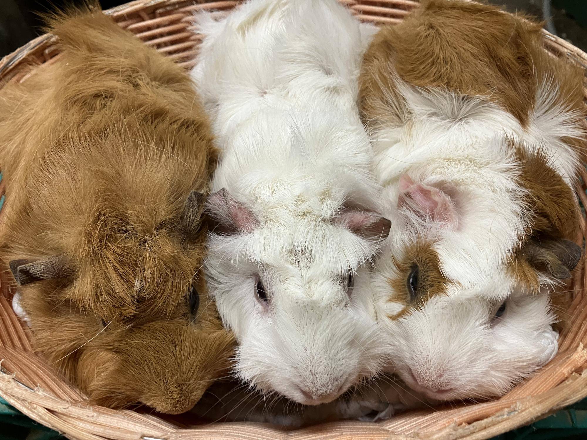 新しいちいさなお友達の写真