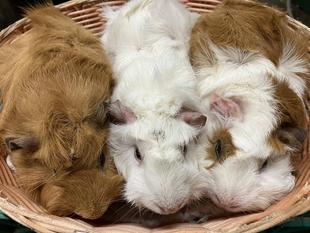 新しいちいさなお友達