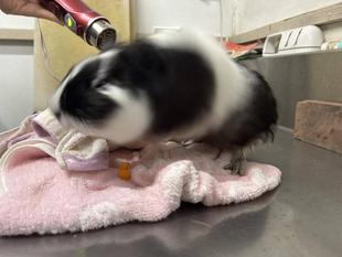 もこもこ、ふわふわ