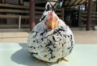 5月の特別イベント