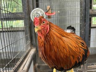 ちびっこ動物園のニワトリ紹介➀