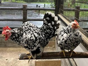 ちびっこ動物園のニワトリ紹介➁