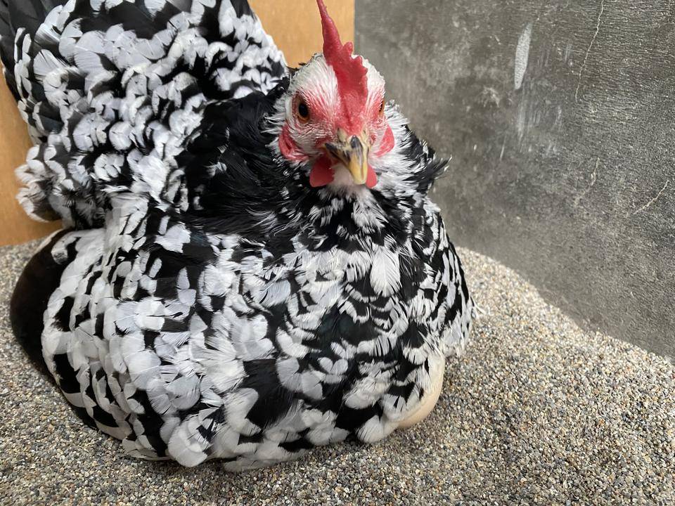 【万騎が原】「ただいま 温め中」(抱卵するニワトリ).jpg