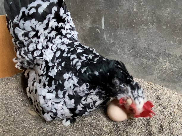 【万騎が原】「ただいま 温め中」(卵を動かすニワトリ).jpg