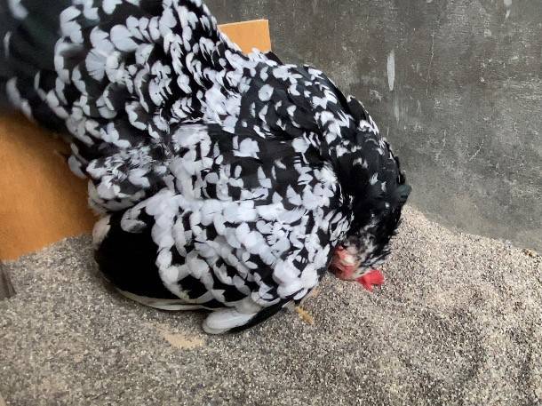 【万騎が原】「ただいま 温め中」(おなかの下に卵を移動させた).jpg