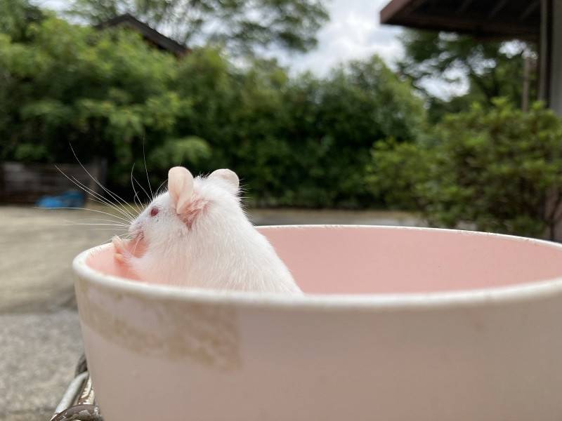 【万騎が原】『ちょこんとかわいい①』1「お椀から顔を覗かせるハツカネズミ」.jpg