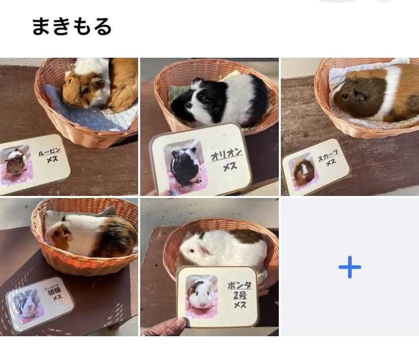 【万騎が原ブログ】「まきもるに会いに行くためには」⑤『モルモットの写真を記録した画面』.jpg