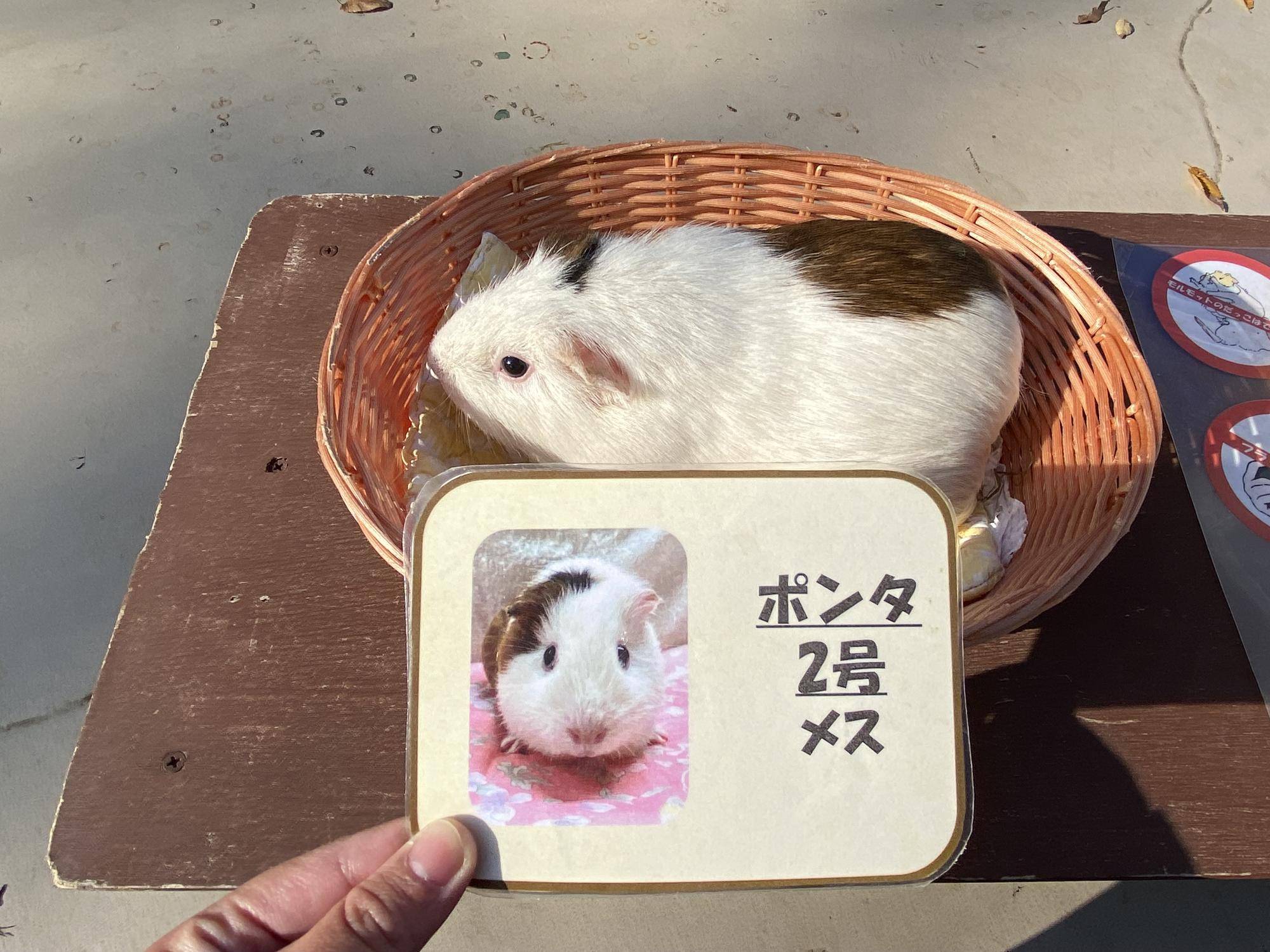 【万騎が原ブログ】「まきもるに会いに行くためには」➃『モルモットを撮影しているところ』.jpg