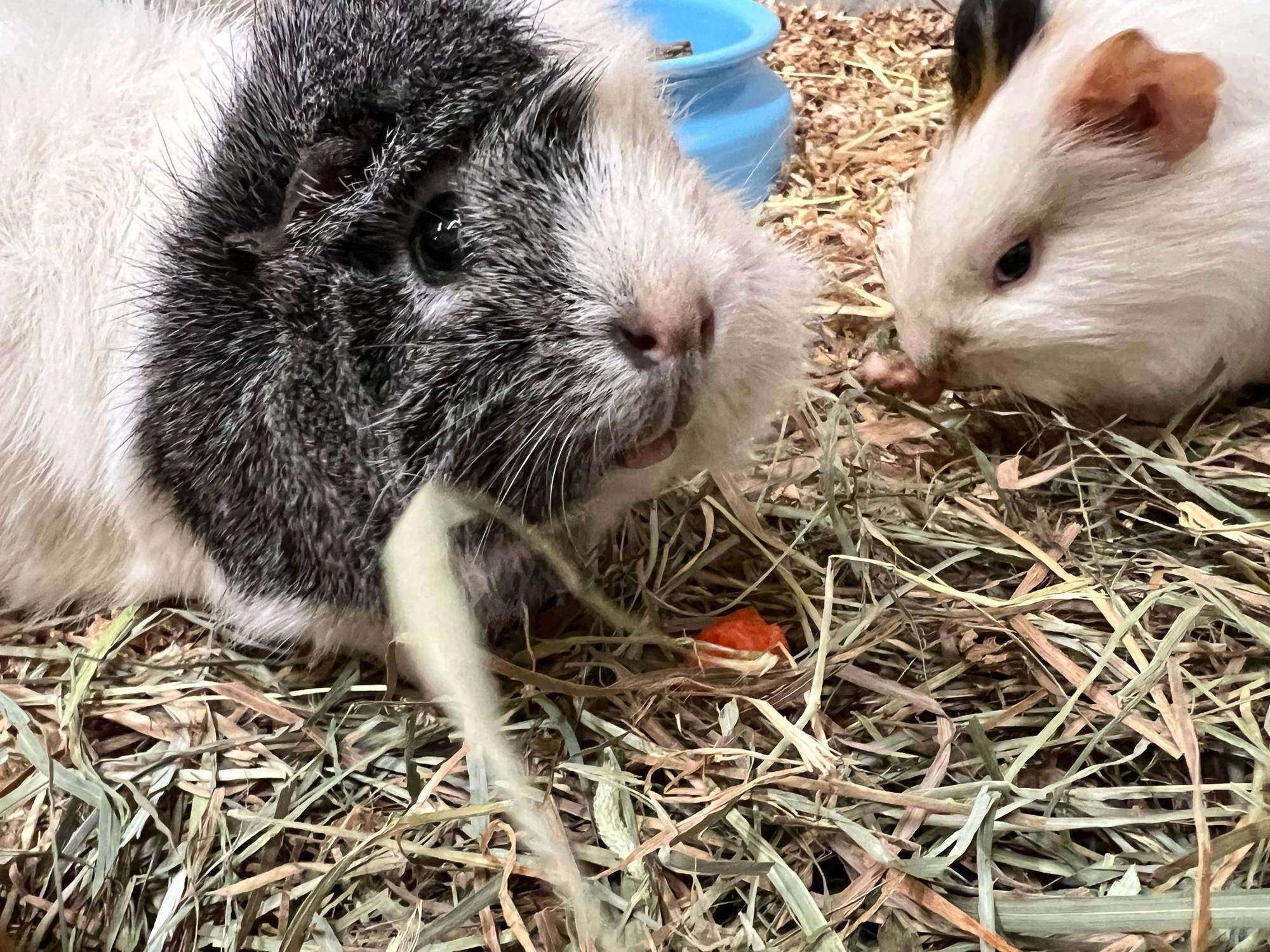【万騎が原】宝探し?.野菜を食べるモルモット.jpg