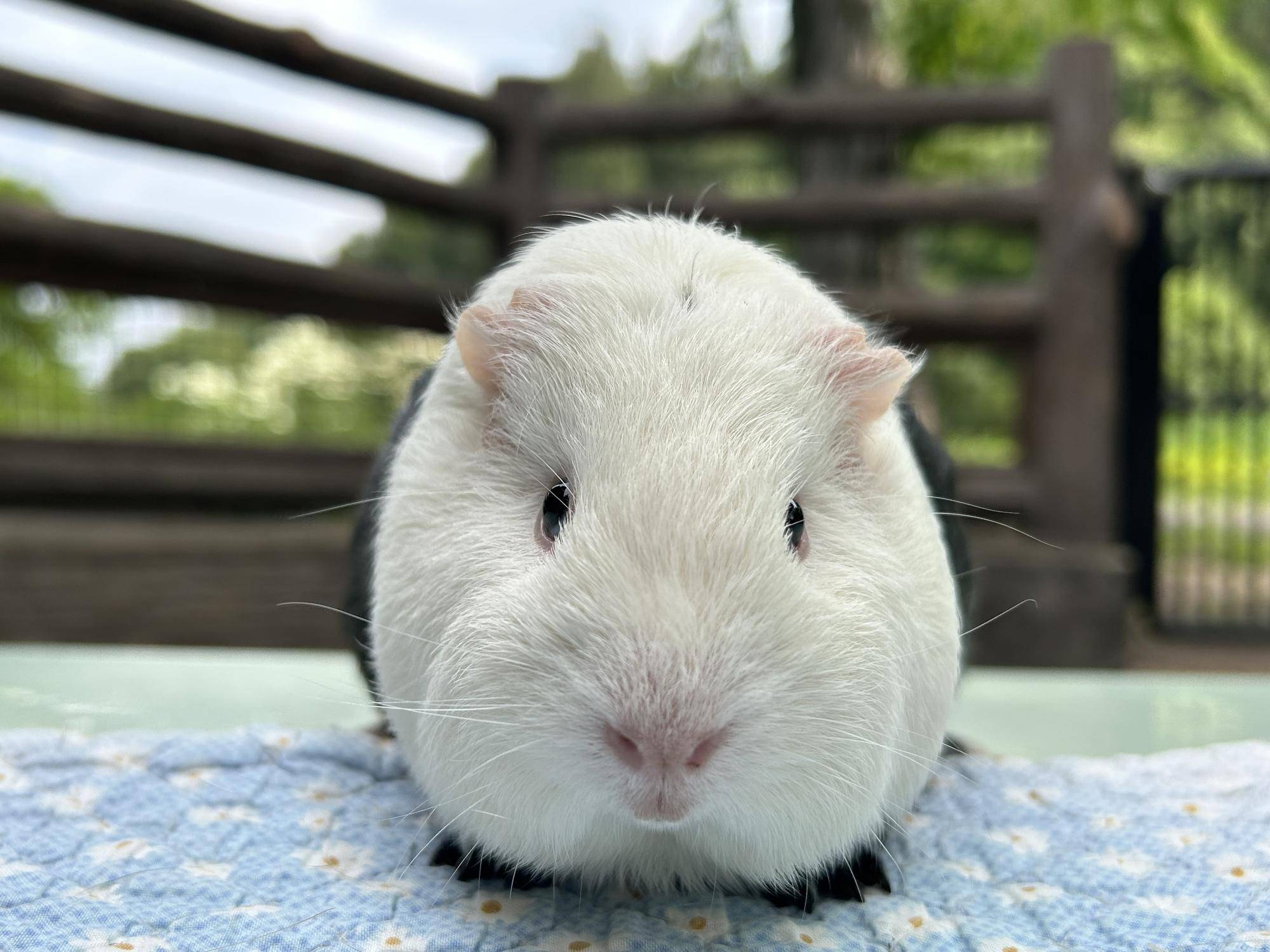 お名前決まりました|｜ブログ|万騎が原ちびっこ動物園公式サイト