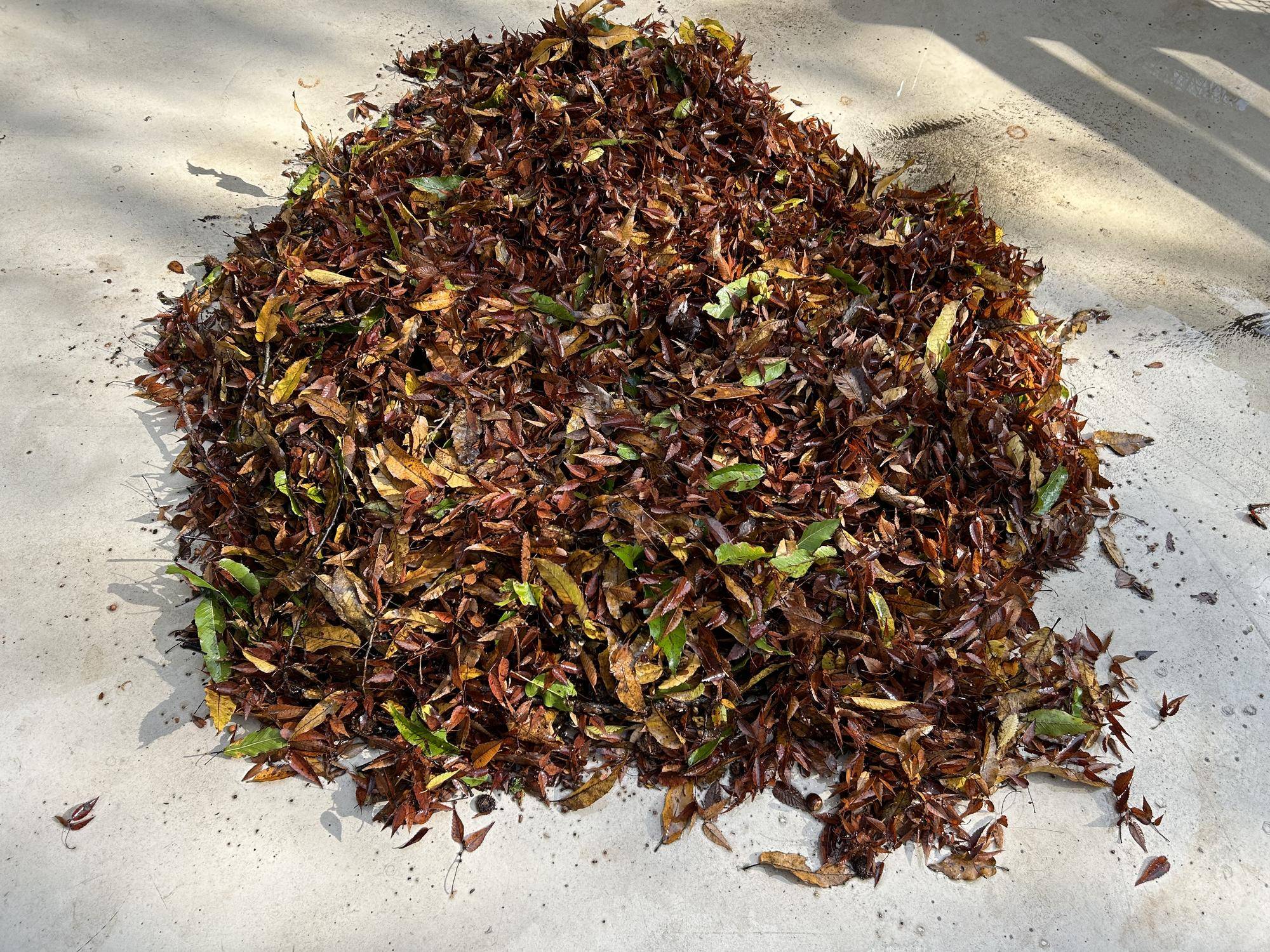 【万騎が原ブログ】赤い絨毯、片づけました（⑤)集めた落ち葉.jpg