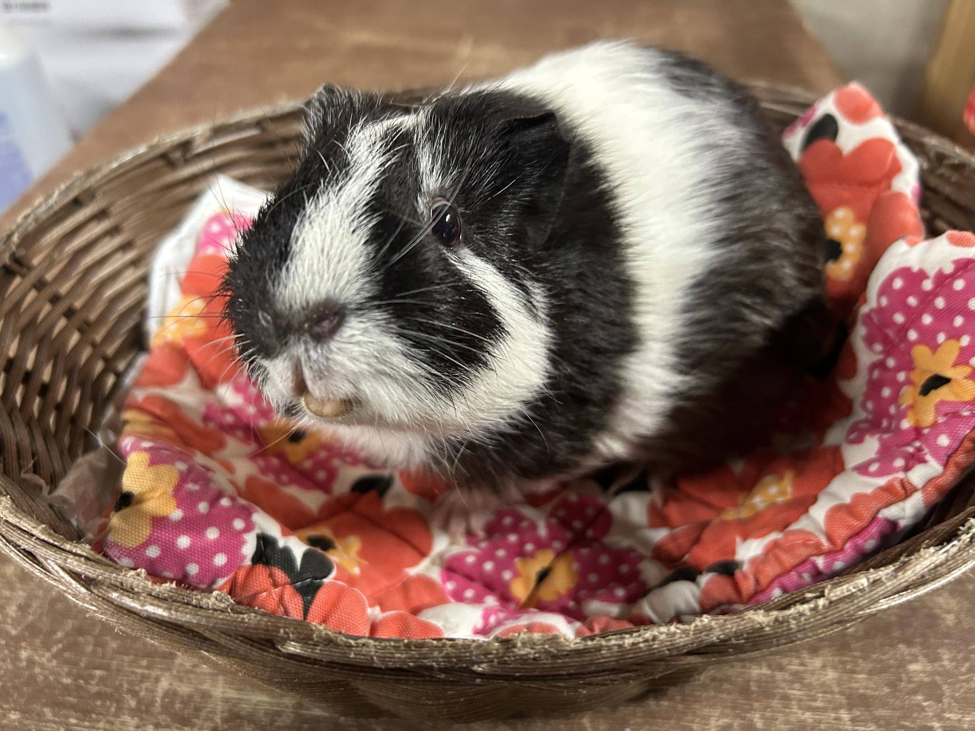 【万騎が原ブログ】 「もこもこ、ふわふわ」 ⑤かごに入ったモルモット.jpg