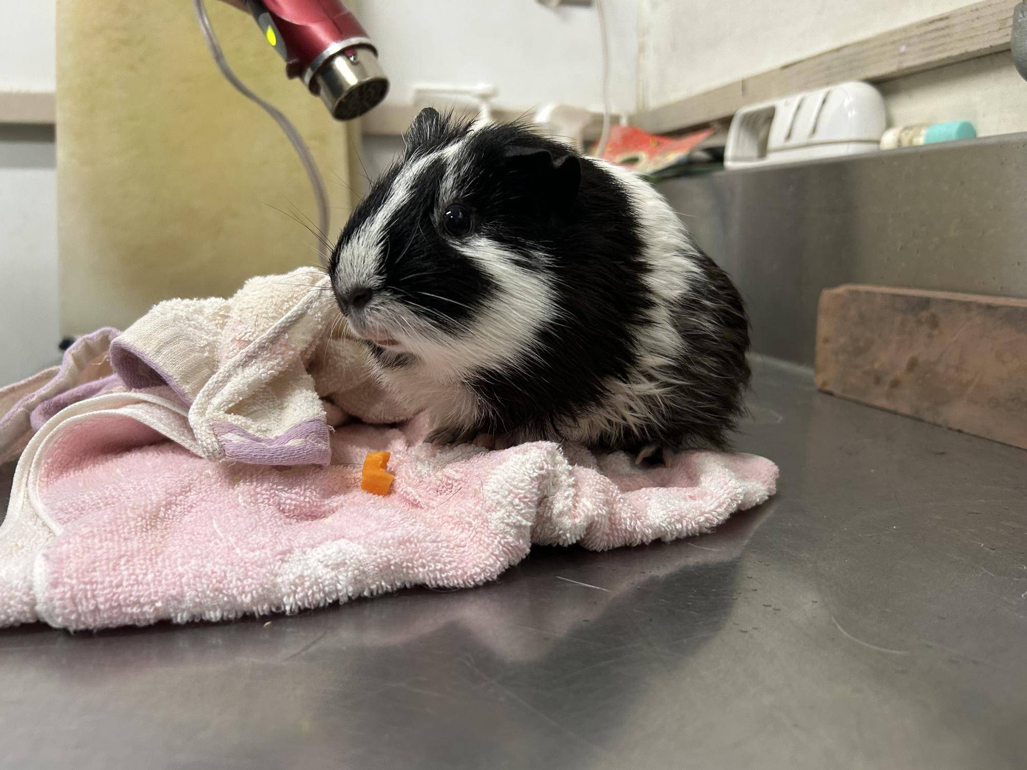 【万騎が原ブログ】 「もこもこ、ふわふわ」 ④モルモットの毛をドライヤーで乾かす.jpg