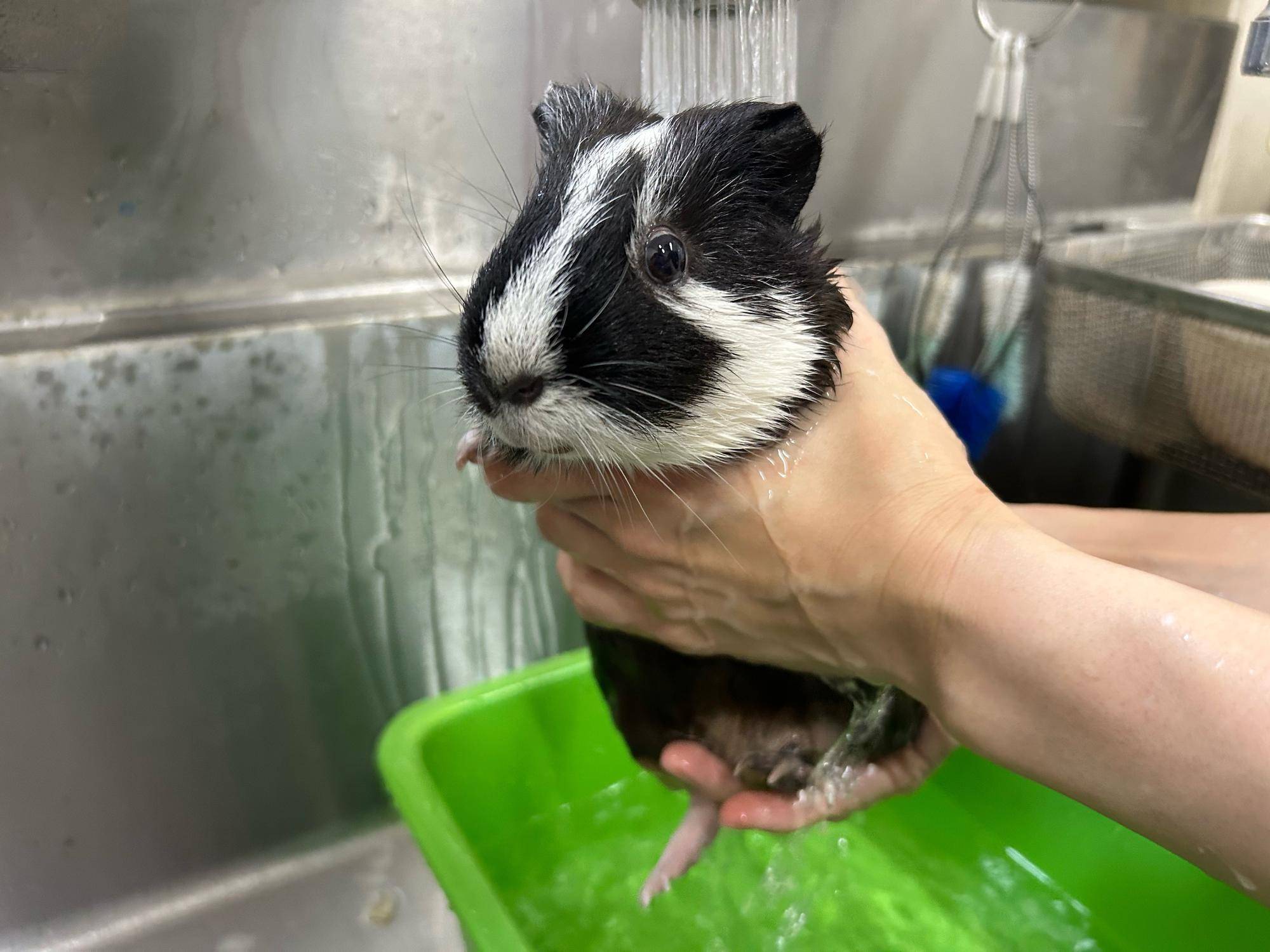 【万騎が原ブログ】 「もこもこ、ふわふわ」 ②シャワーでモルモットの体についた泡を流す.jpg