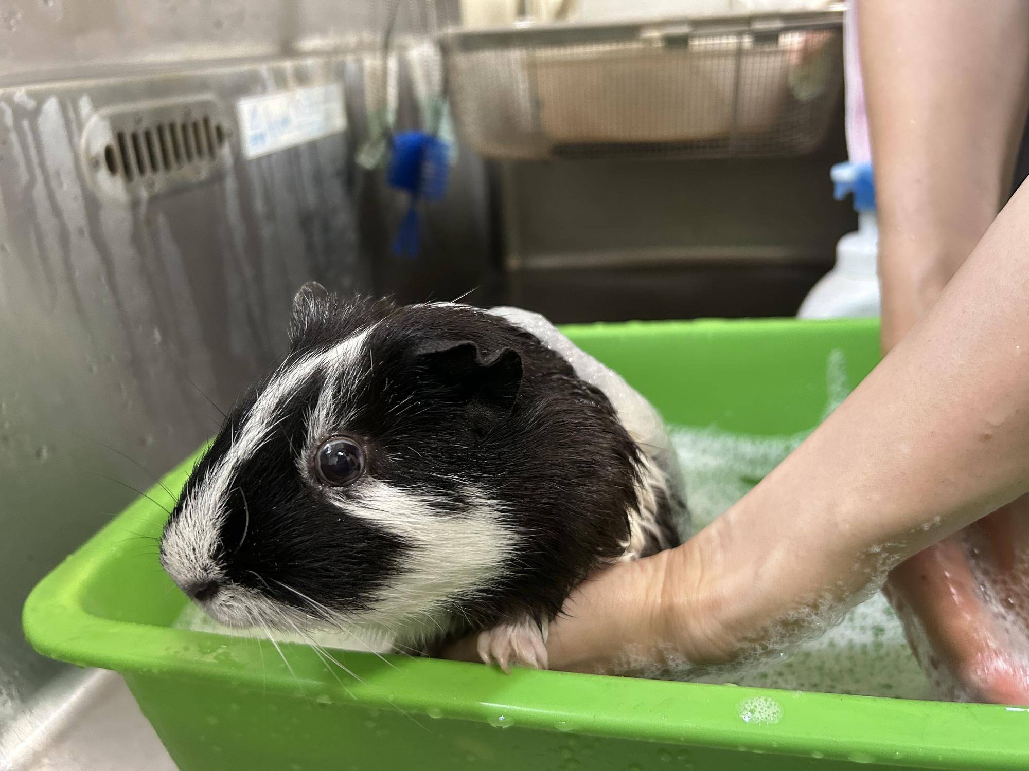 【万騎が原ブログ】 「もこもこ、ふわふわ」 ①泡を張ったぬるま湯につかるモルモット.jpg