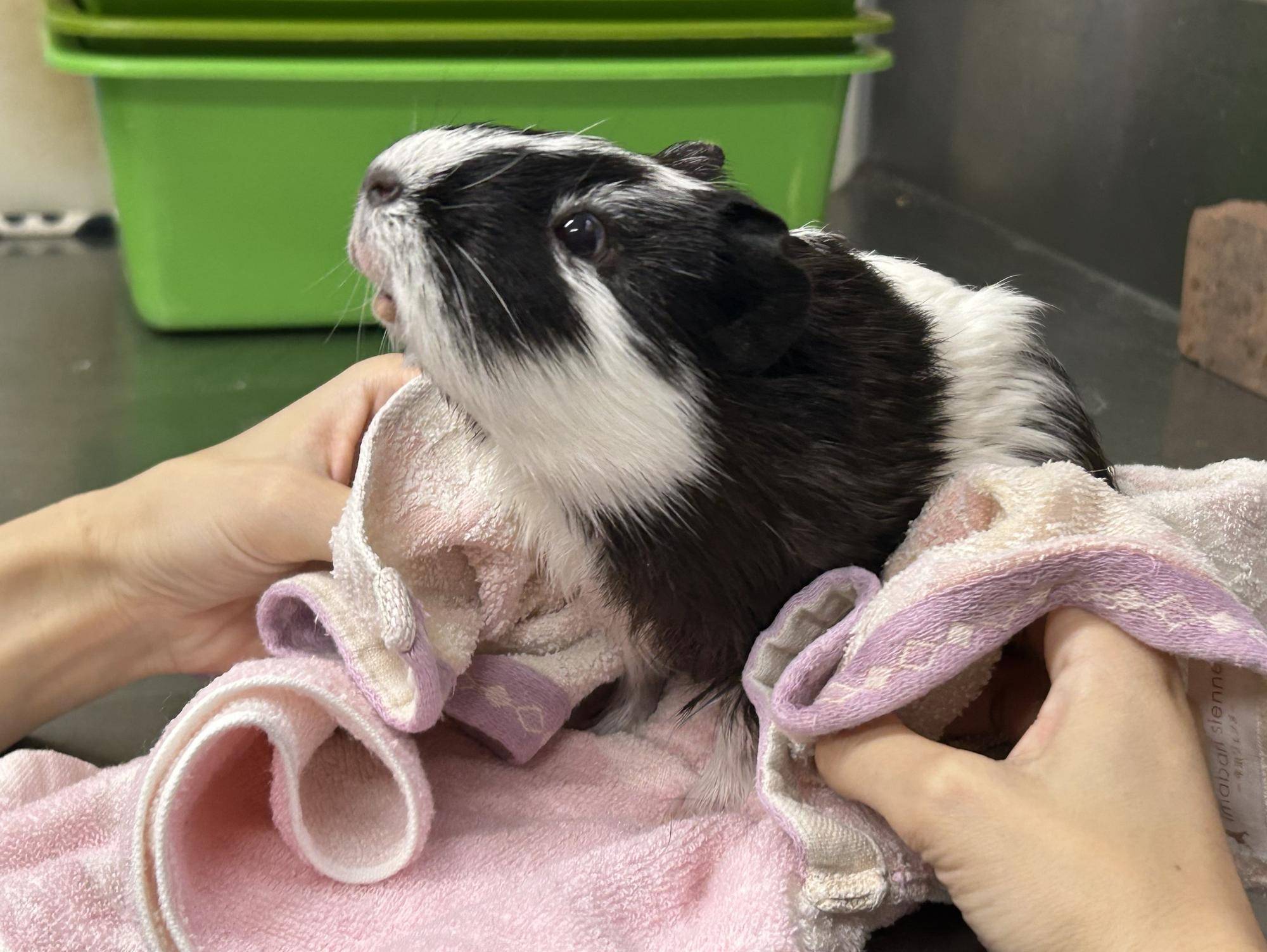 【万騎が原ブログ】 「もこもこ、ふわふわ」 ③タオルでモルモットのからだを拭く.jpg