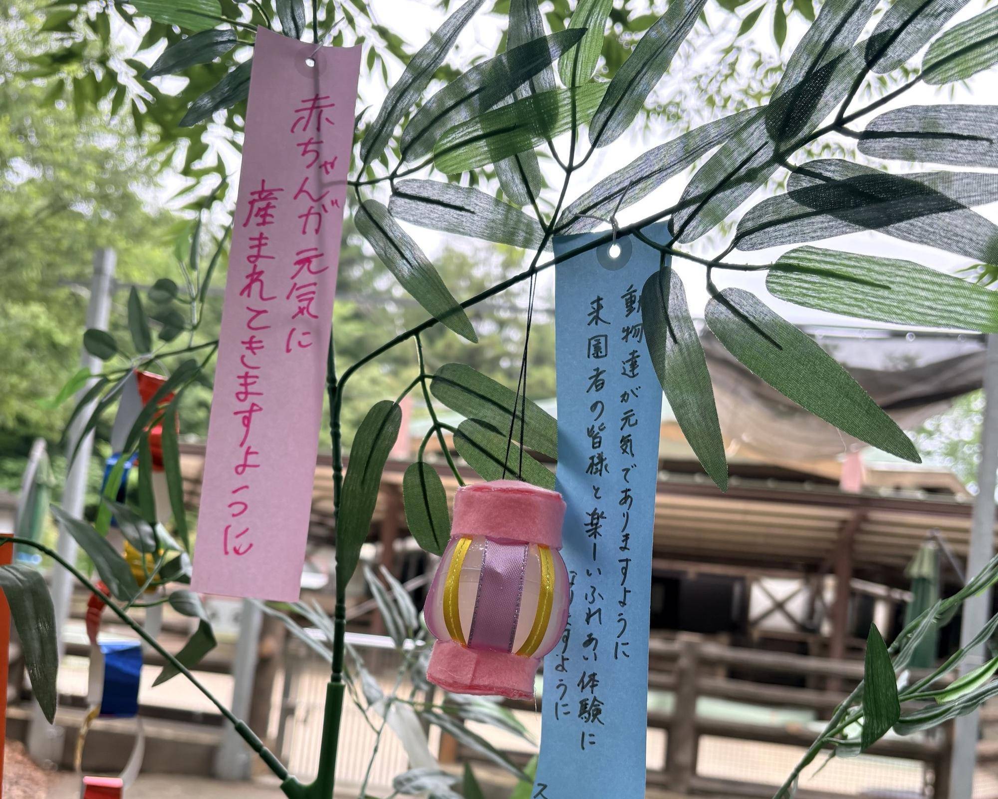【万騎ブロ】笹の葉さらさら(短冊がたくさんついている笹) (1).jpg