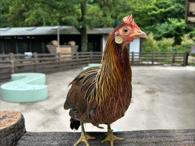 トウテンコウのすてっぷ.jpg
