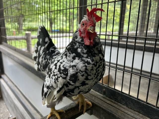 【万騎が原ブログ】ちびっこ動物園のニワトリ紹介➁ ⑤ゴイシチャボのあおさ.jpg