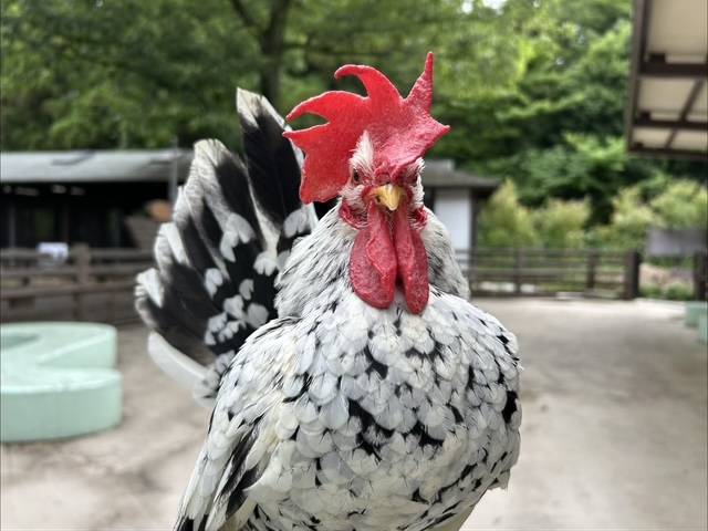 【万騎が原ブログ】ちびっこ動物園のニワトリ紹介➁ ②ゴイシチャボの白米.jpg