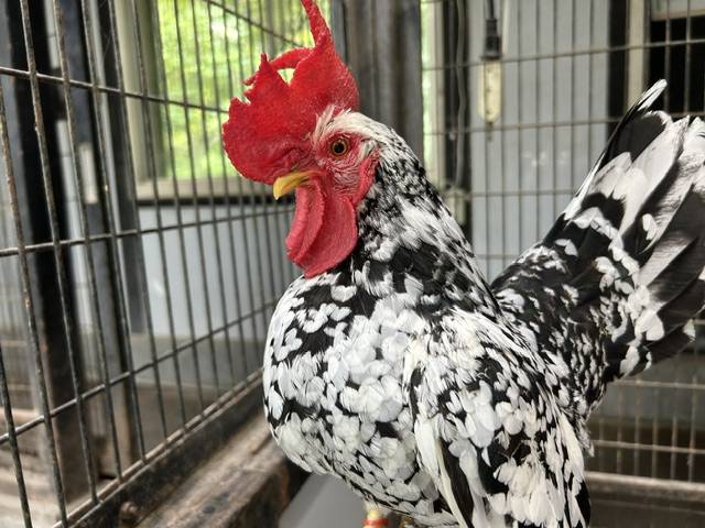 【万騎が原ブログ】ちびっこ動物園のニワトリ紹介➁ ③ゴイシチャボのたこめし.jpg