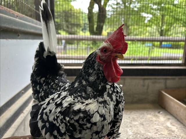 【万騎が原ブログ】ちびっこ動物園のニワトリ紹介➁ ⑥ゴイシチャボのとうふ.jpg