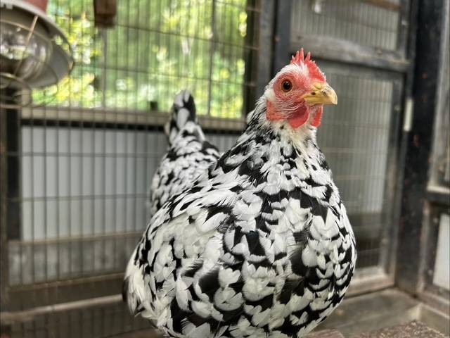 【万騎が原ブログ】ちびっこ動物園のニワトリ紹介➁ ⑦ゴイシチャボのなめこ.jpg