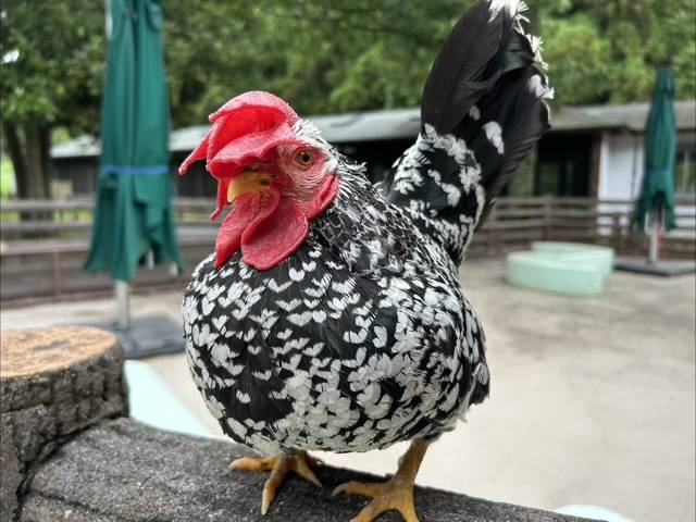 【万騎が原ブログ】ちびっこ動物園のニワトリ紹介➁ ④ゴイシチャボのあさり.jpg
