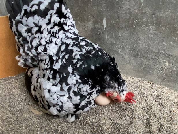 【万騎が原】「ただいま 温め中」(おなかの下に卵を移動させる).jpg